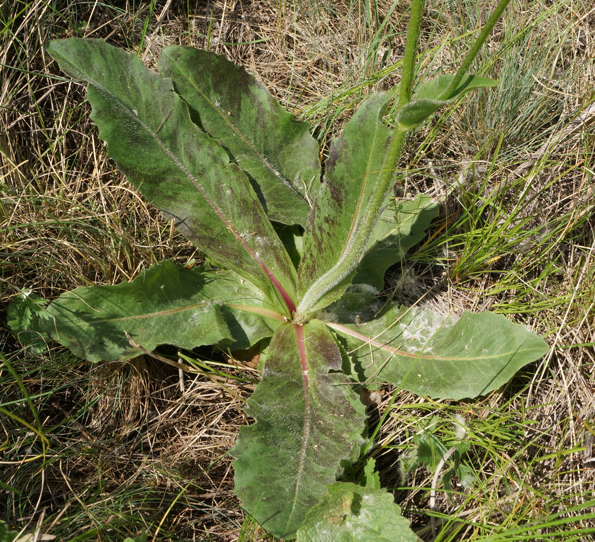 Image of Trommsdorffia maculata specimen.