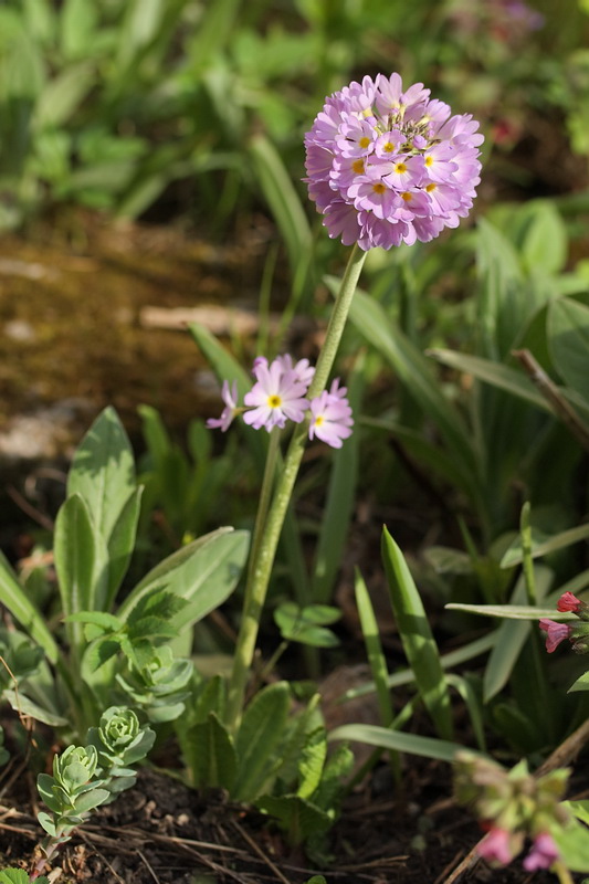 Изображение особи Primula denticulata.