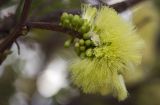 Leucaena leucocephala. Часть ветви с соцветием. Греция, Эгейское море, о. Парос, окр. г. Дриос, приусадебный участок. 12.01.2016.