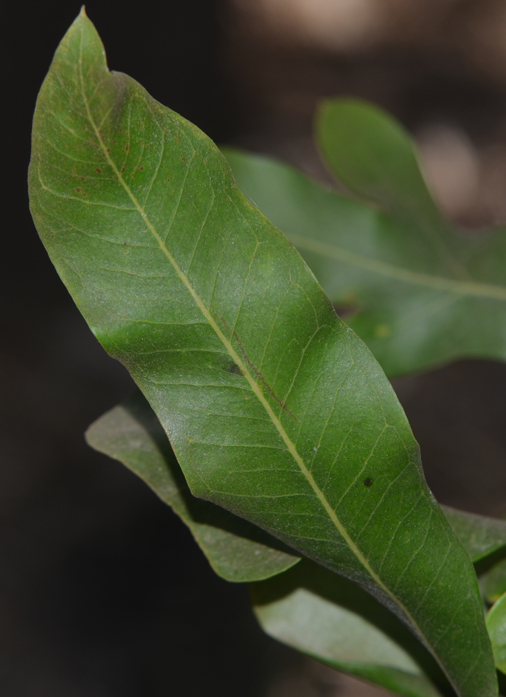 Image of Grevillea hilliana specimen.