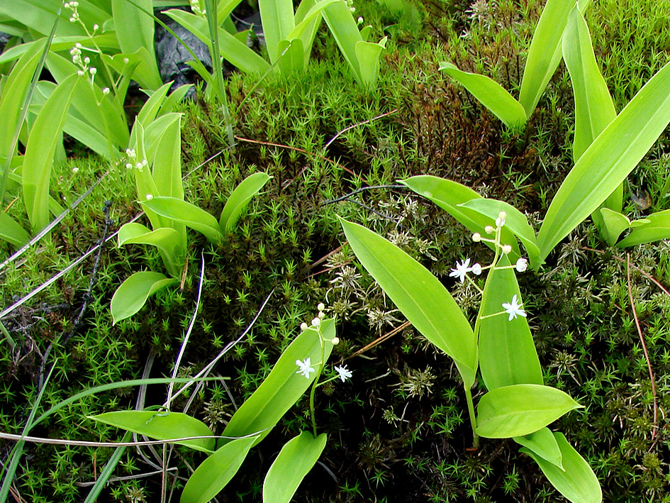 Image of Smilacina trifolia specimen.