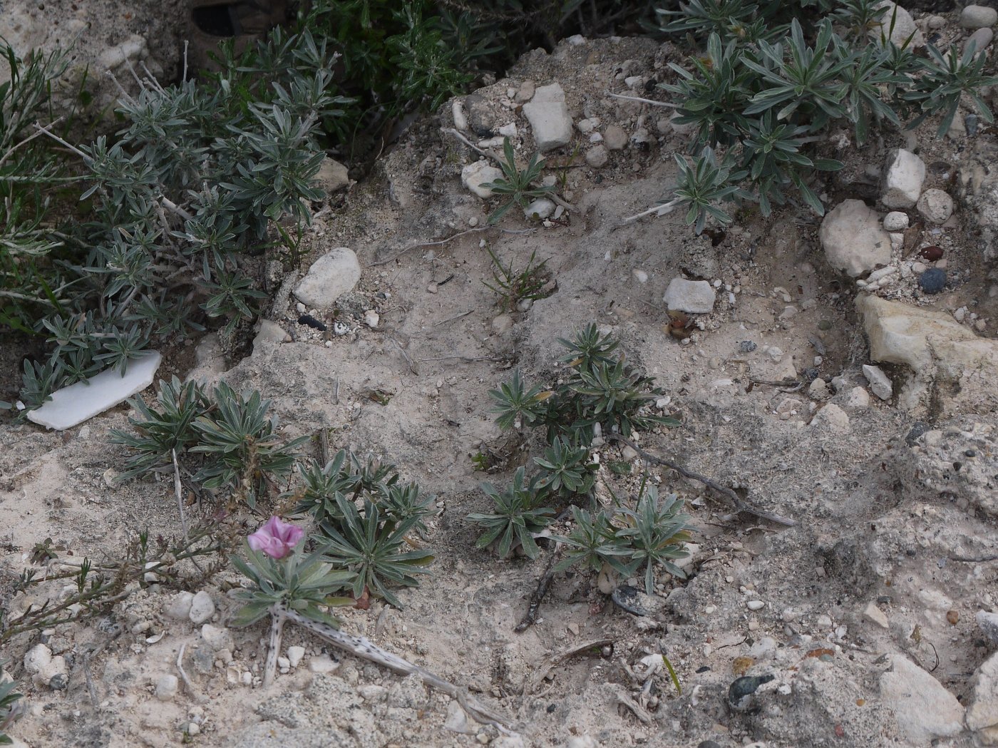 Image of Convolvulus dorycnium specimen.