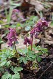 Corydalis solida