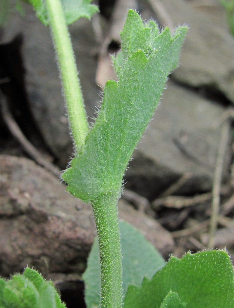 Image of Draba muralis specimen.