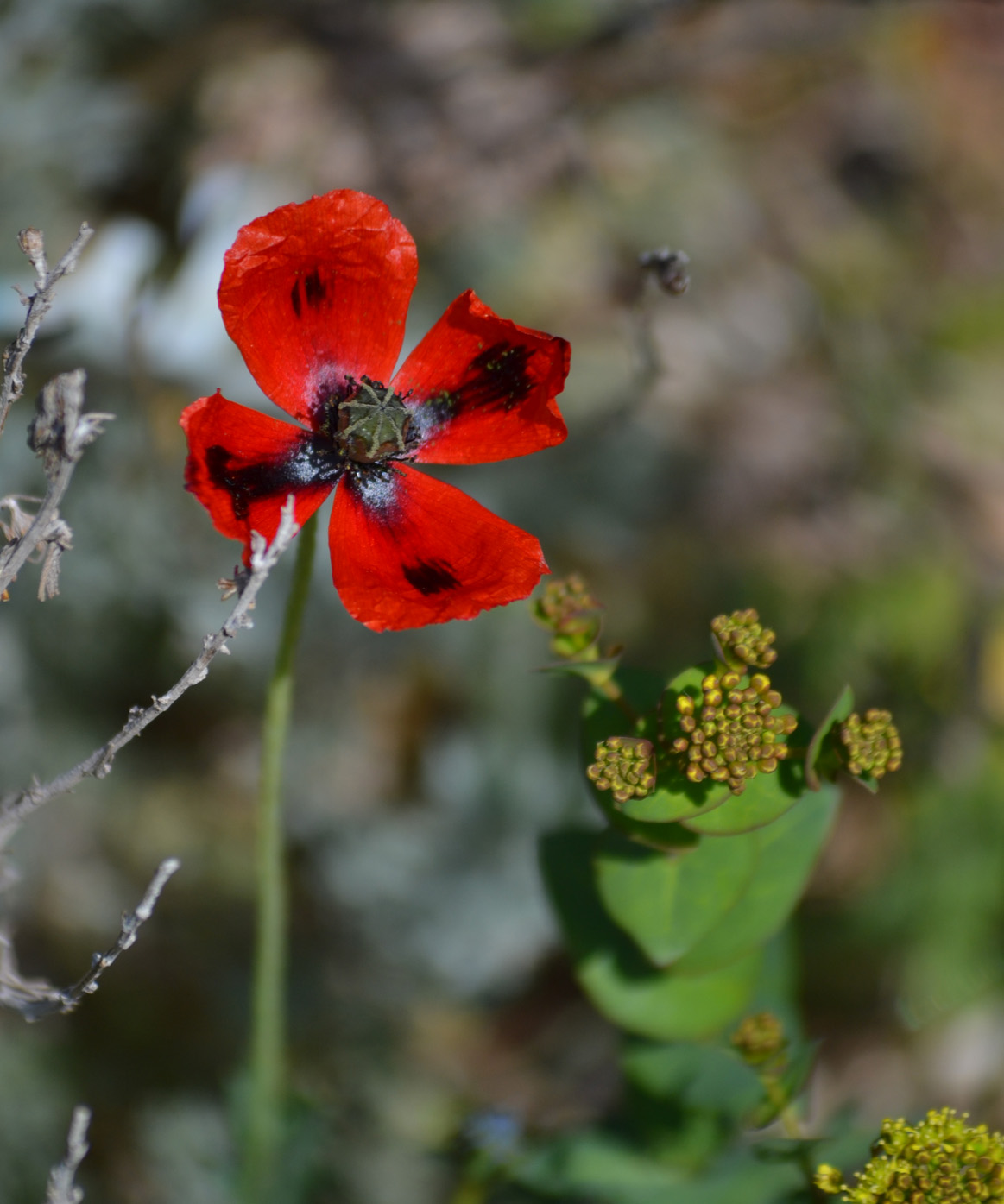 Image of Papaver laevigatum specimen.