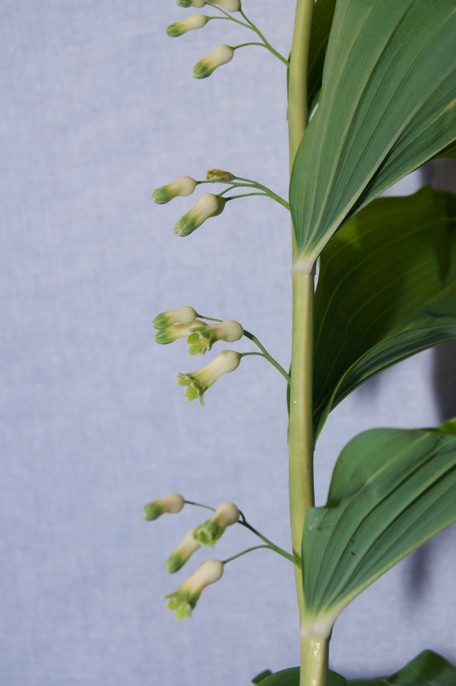 Image of Polygonatum multiflorum specimen.