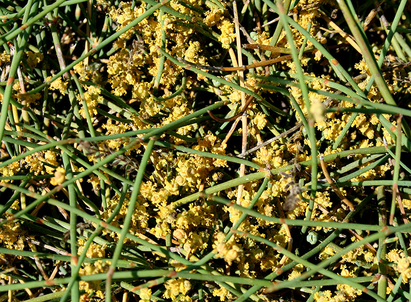 Image of Ephedra distachya specimen.