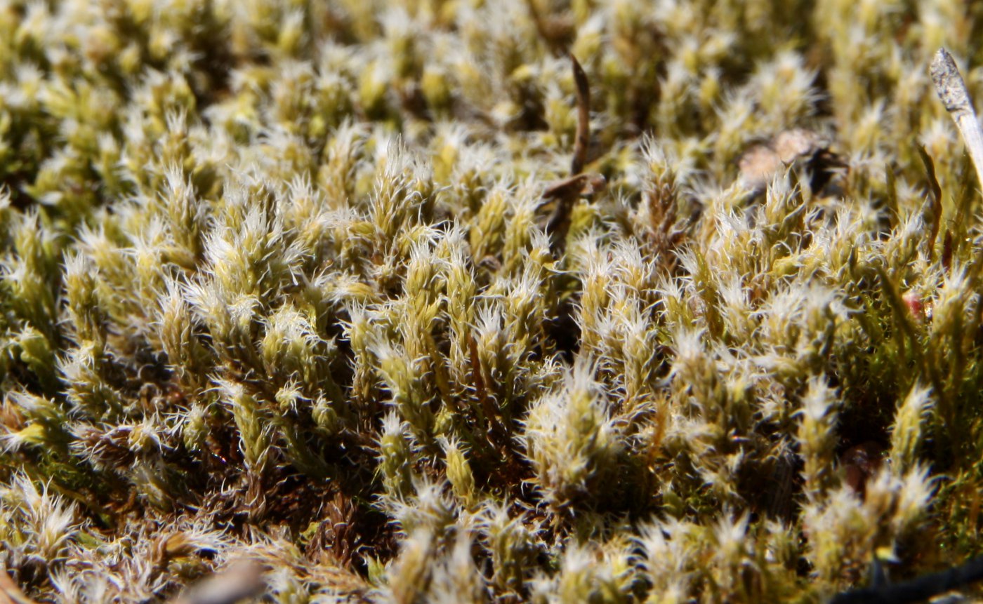 Image of Niphotrichum canescens specimen.