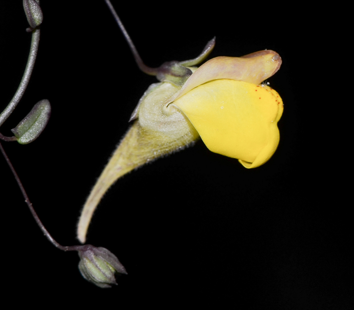 Image of Kickxia sagittata specimen.