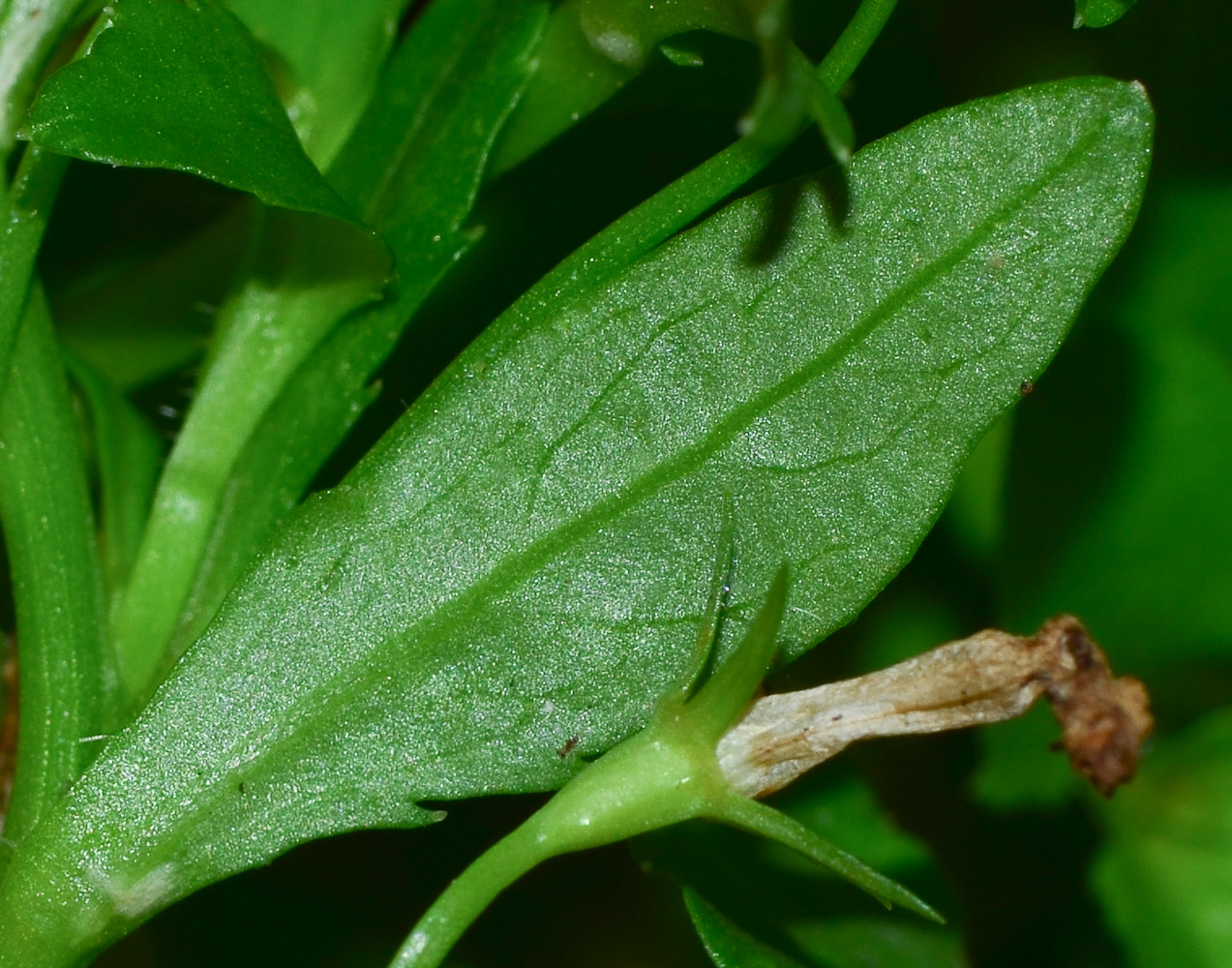 Image of Lobelia erinus specimen.