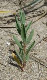 Polygonum maritimum