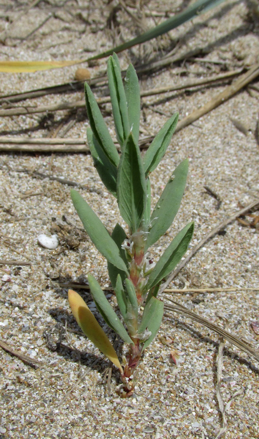 Изображение особи Polygonum maritimum.