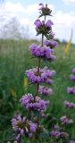 Phlomoides tuberosa