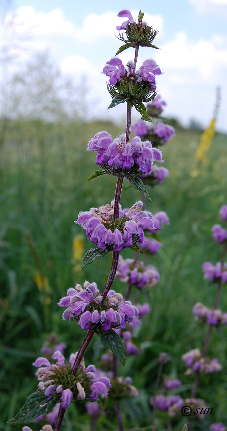 Image of Phlomoides tuberosa specimen.