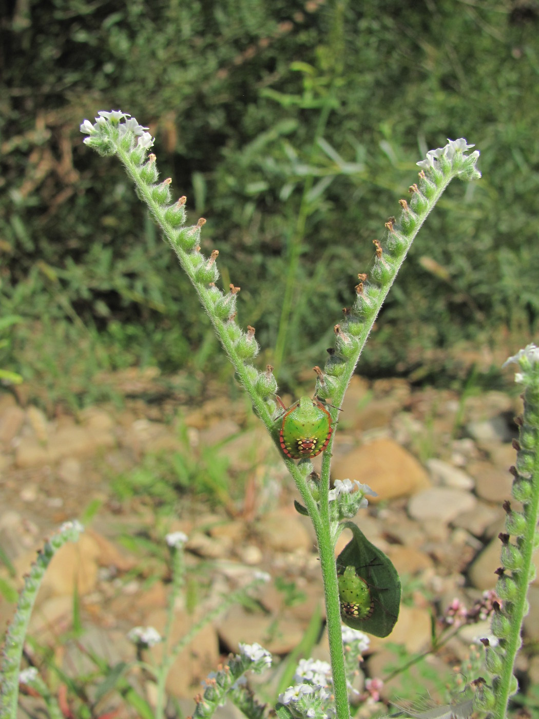 Image of Heliotropium ellipticum specimen.