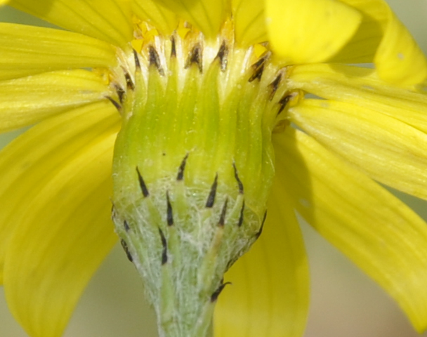 Изображение особи Senecio vernalis.