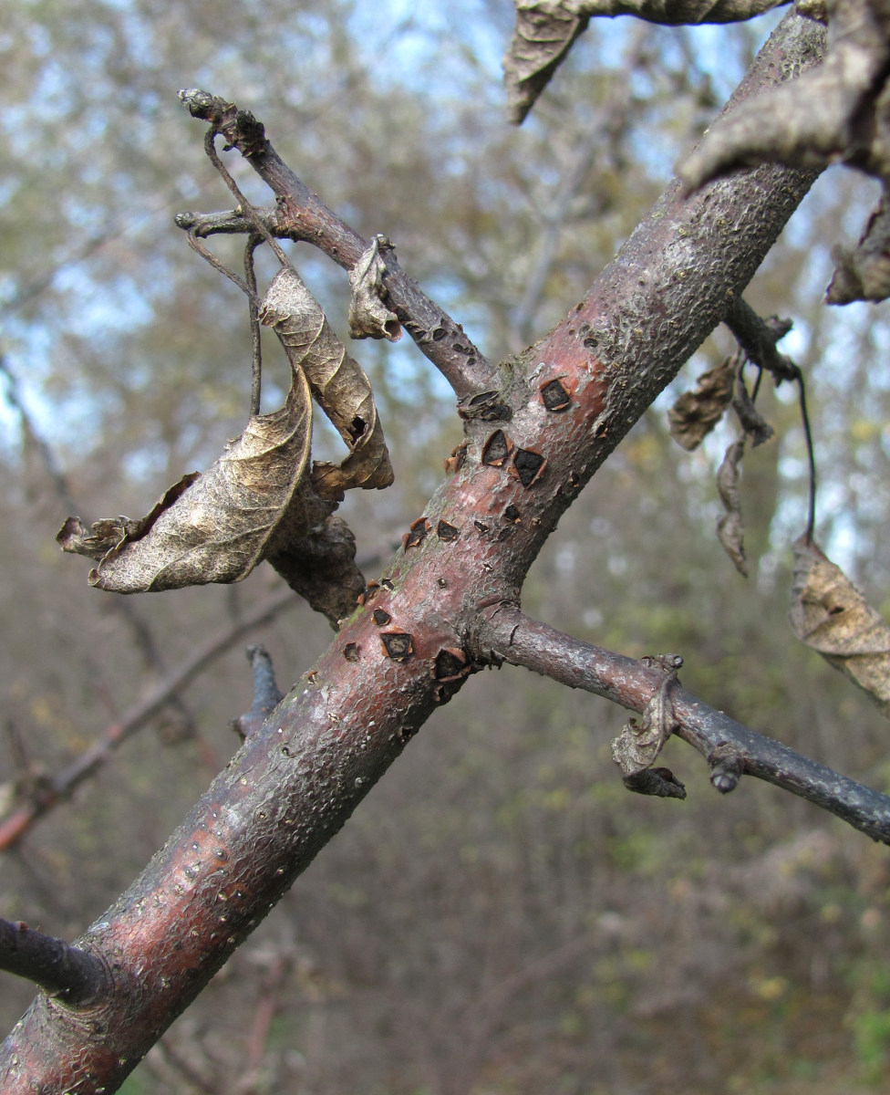 Image of genus Malus specimen.