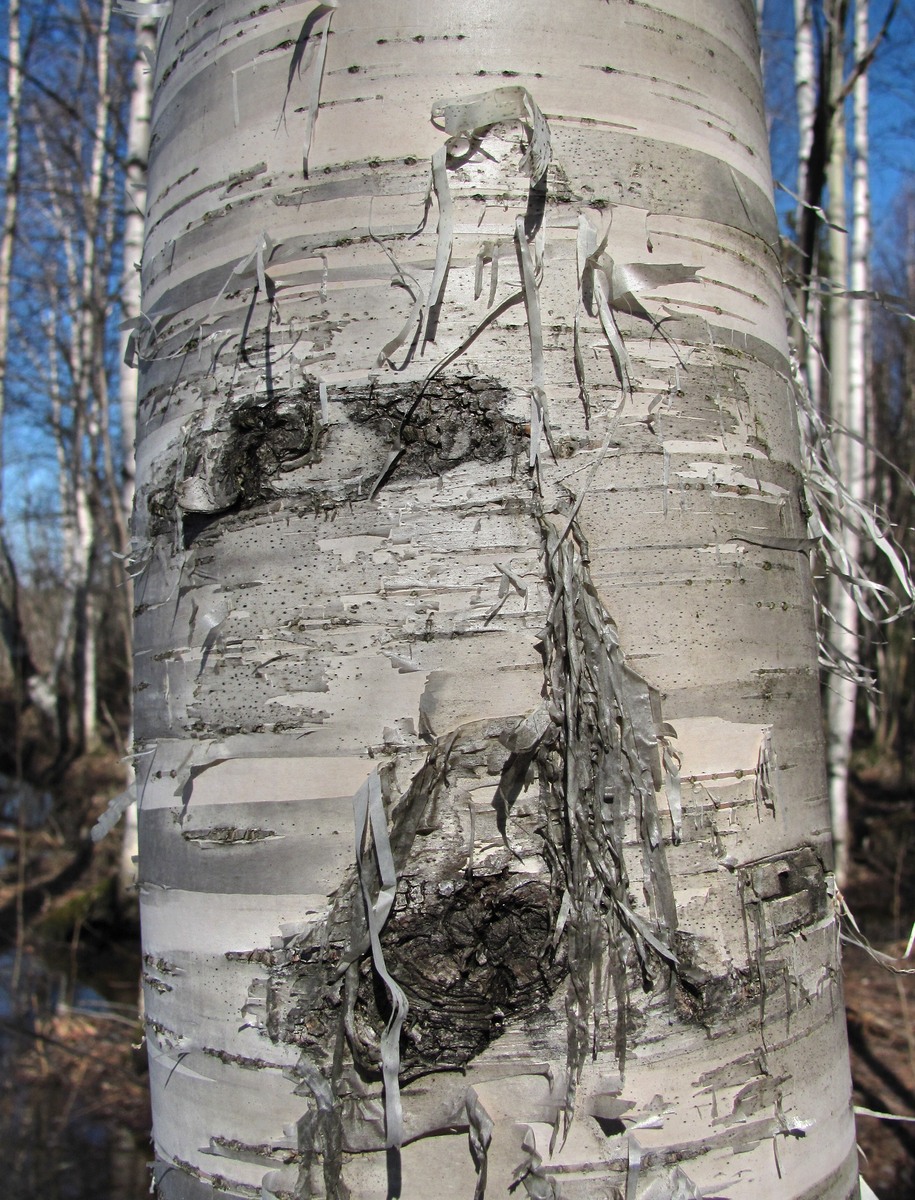 Image of genus Betula specimen.