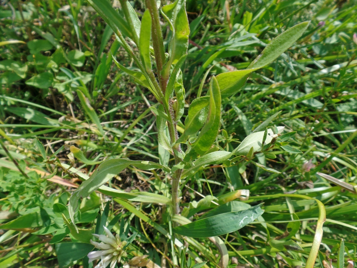 Изображение особи Erigeron podolicus.