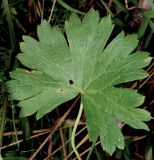 Geranium depilatum