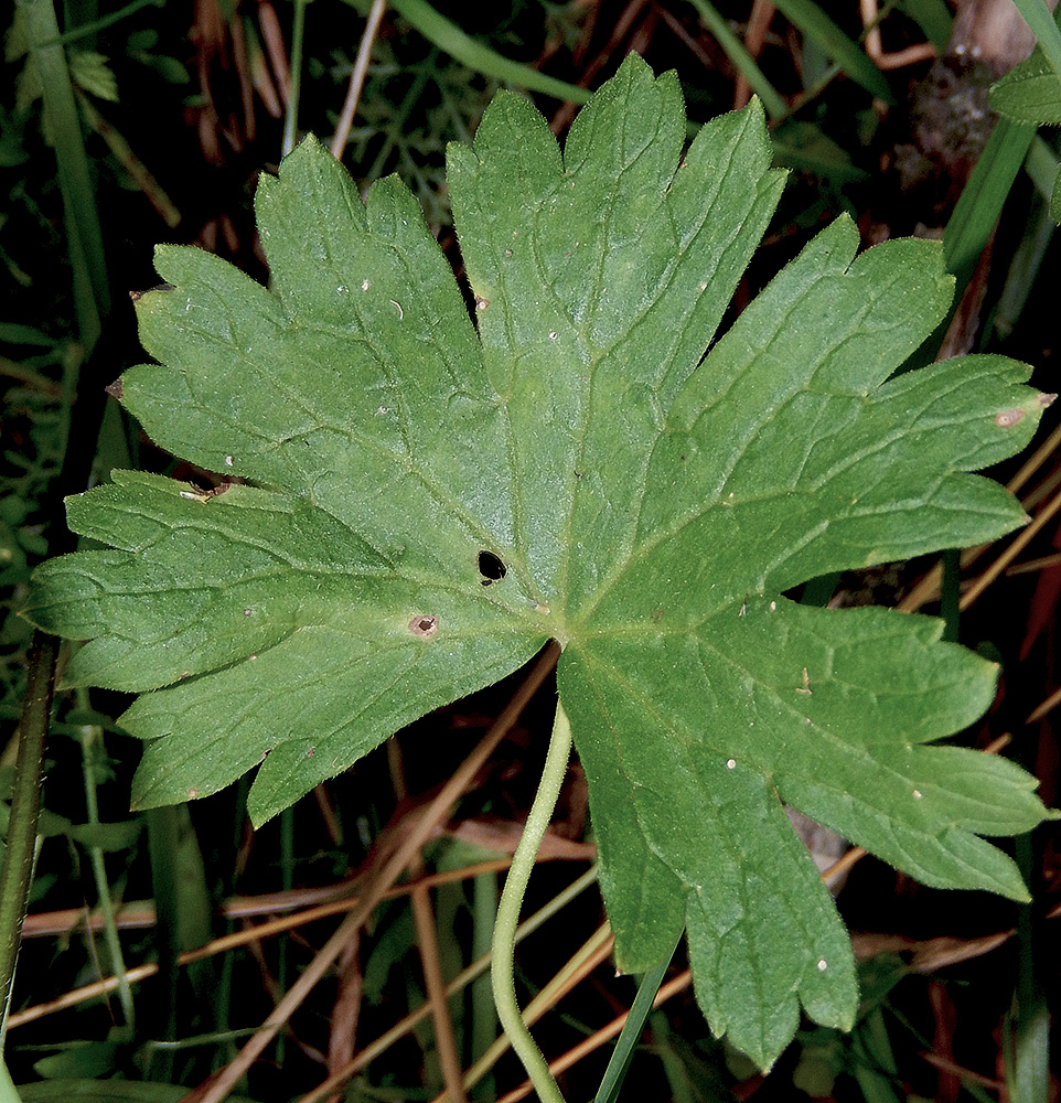 Image of Geranium depilatum specimen.