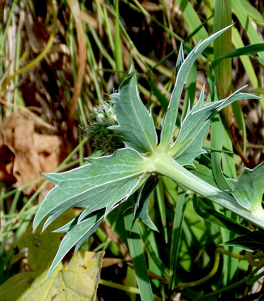 Изображение особи Eryngium giganteum.