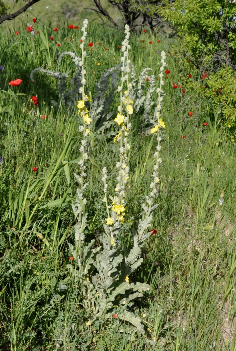 Изображение особи Verbascum undulatum.