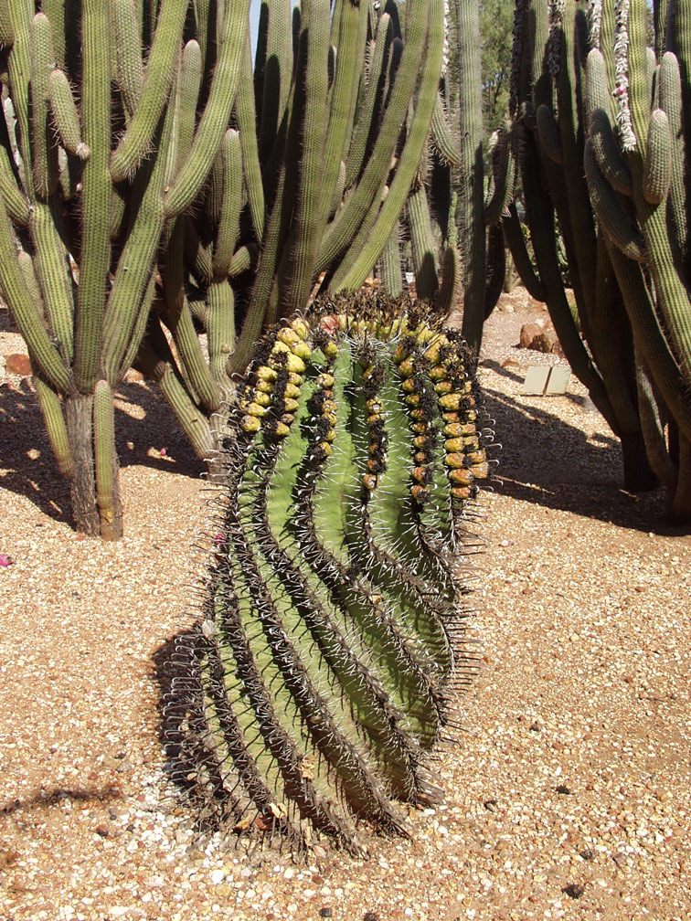 Изображение особи Ferocactus wislizeni.