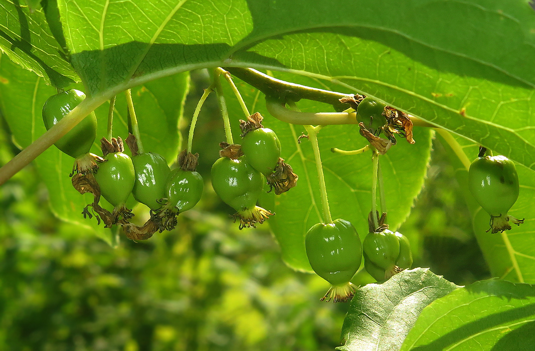 Image of Actinidia arguta specimen.