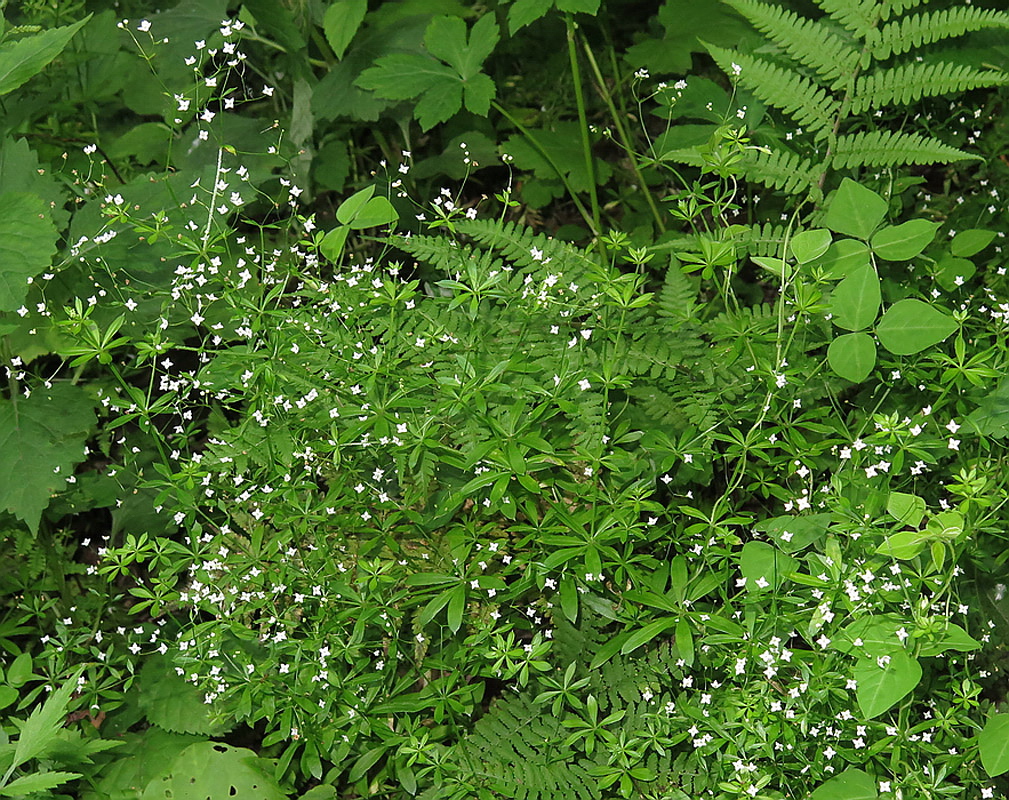 Изображение особи Galium davuricum.