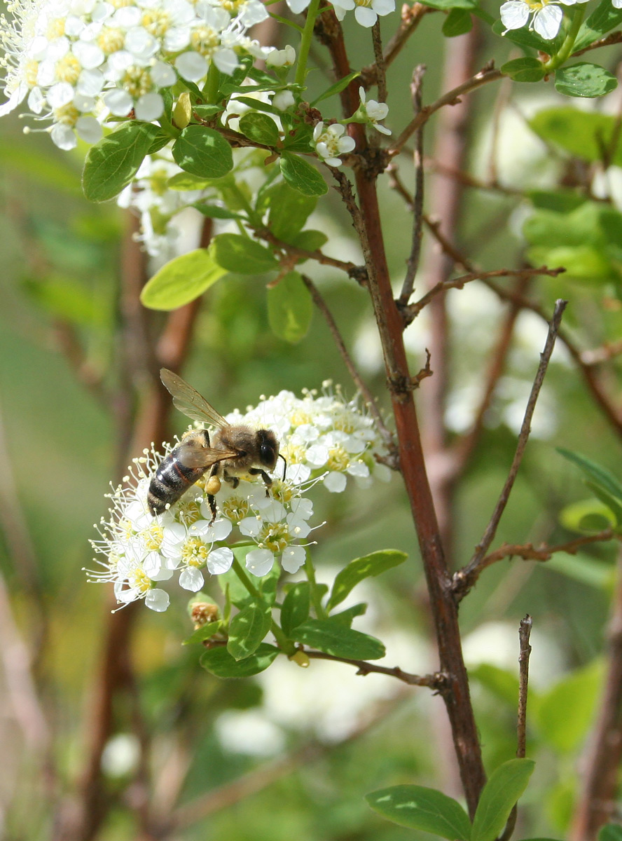 Image of Spiraea media specimen.