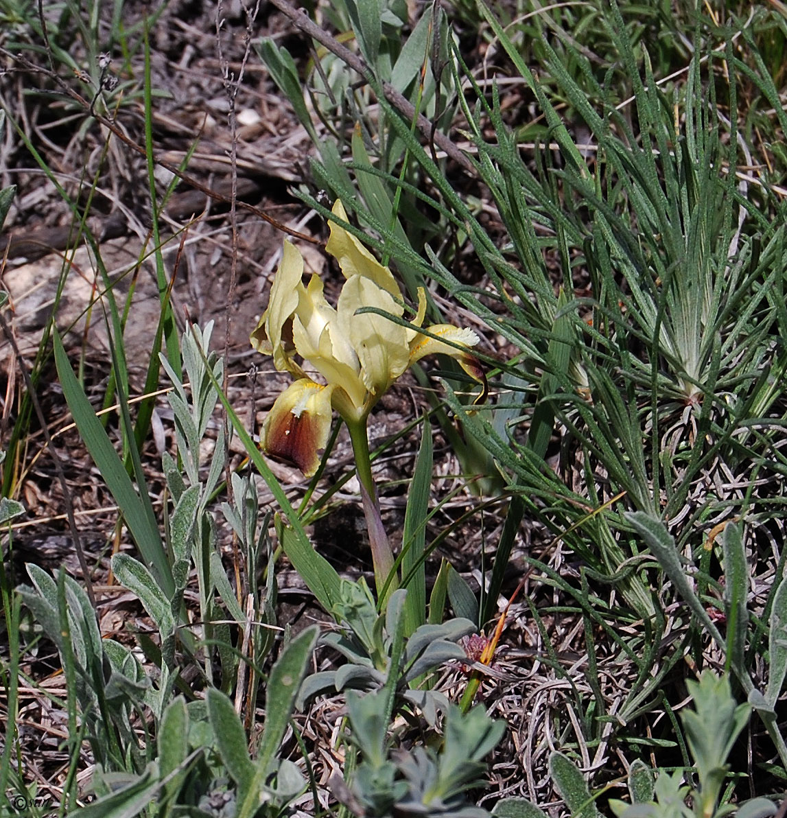 Image of Iris pumila specimen.