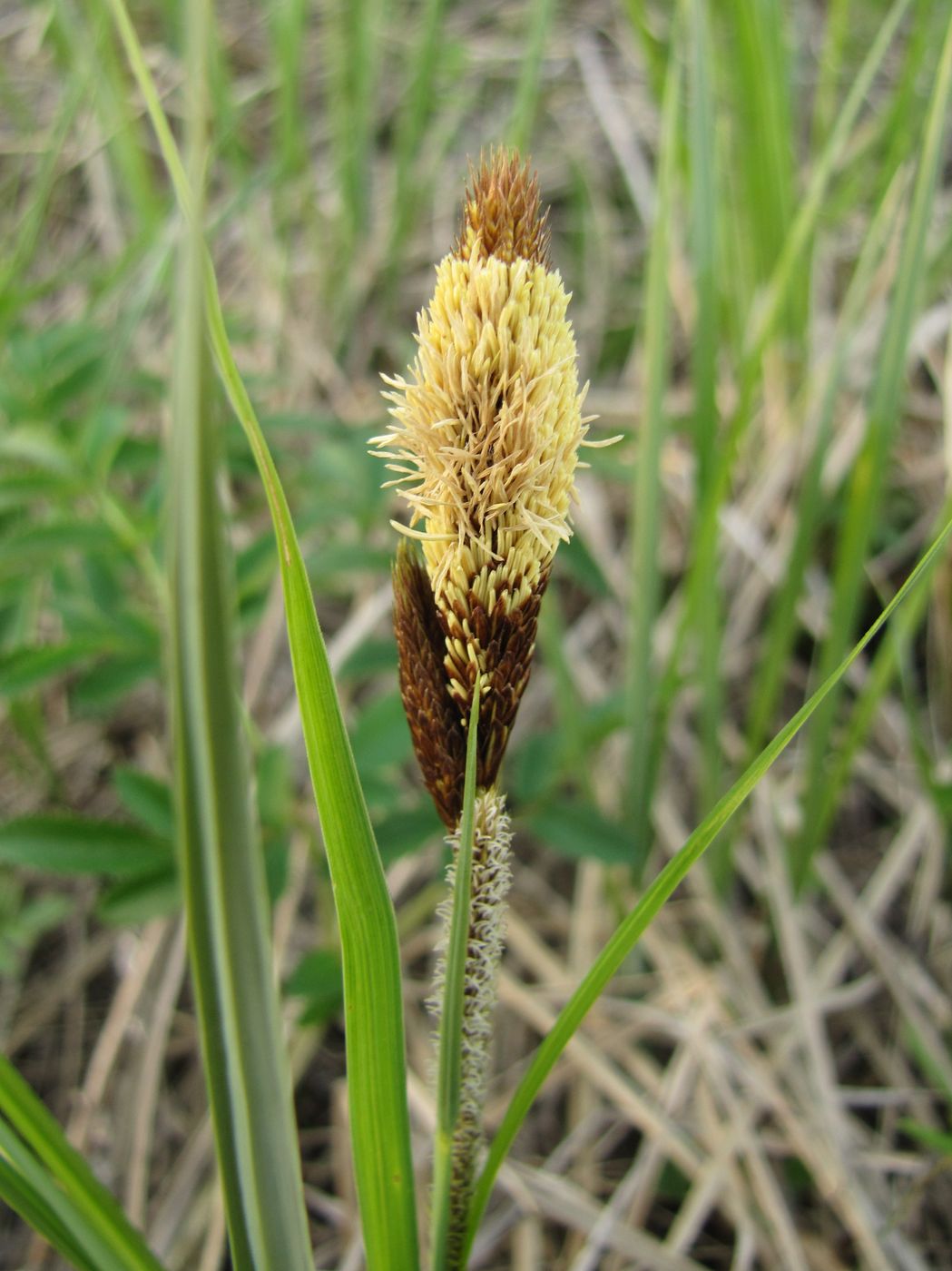 Image of genus Carex specimen.