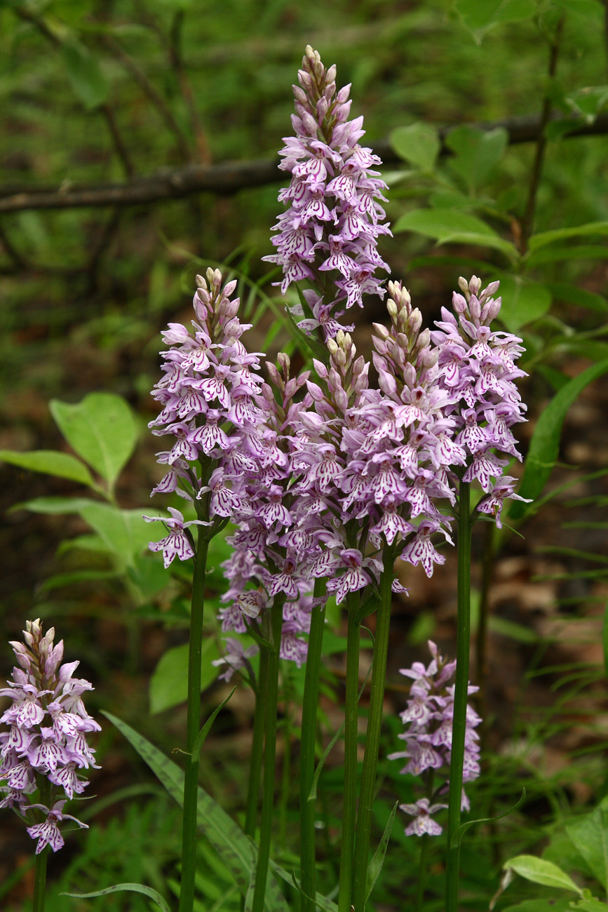 Image of Dactylorhiza fuchsii specimen.