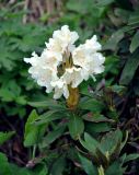 Rhododendron caucasicum