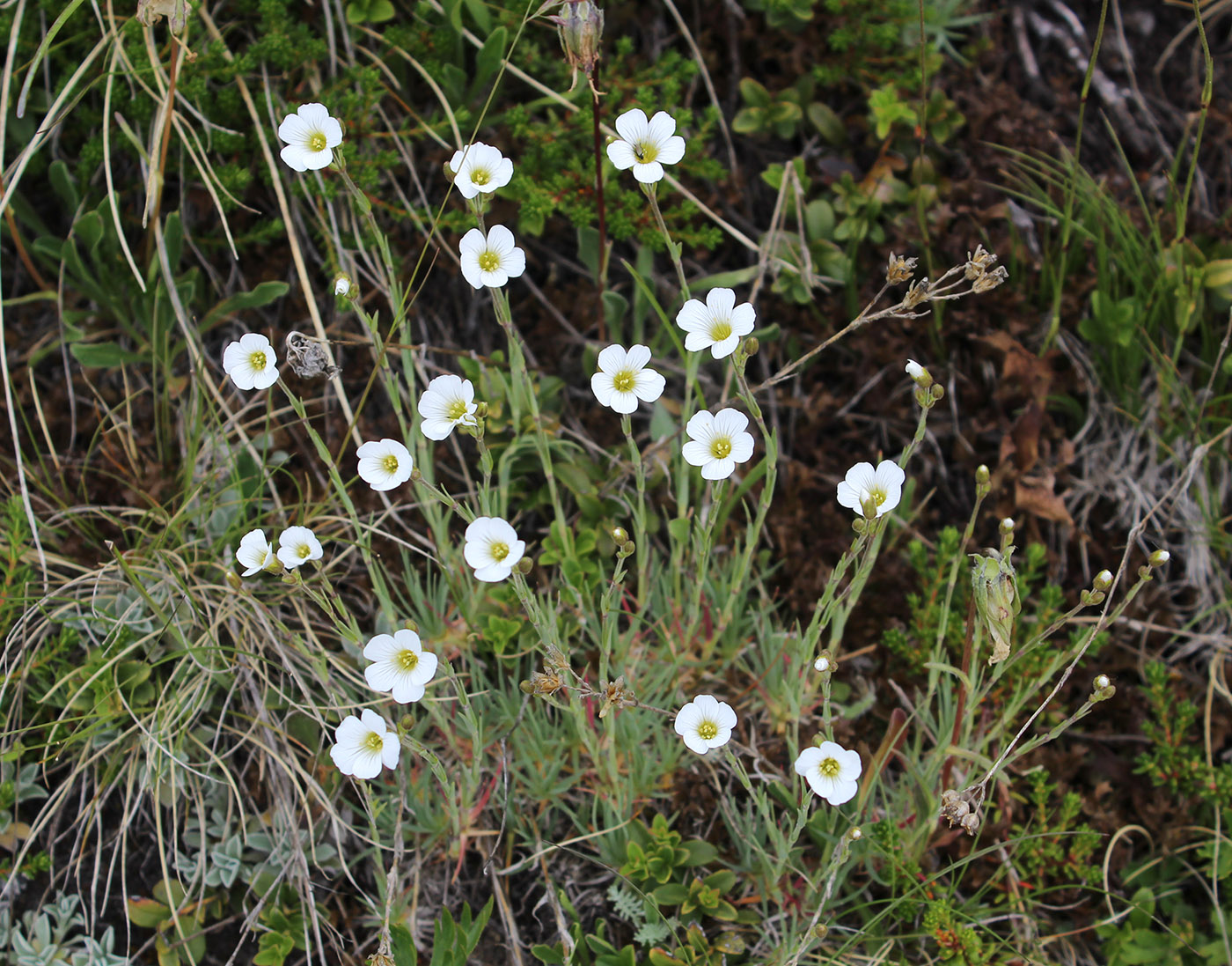 Image of Minuartia circassica specimen.