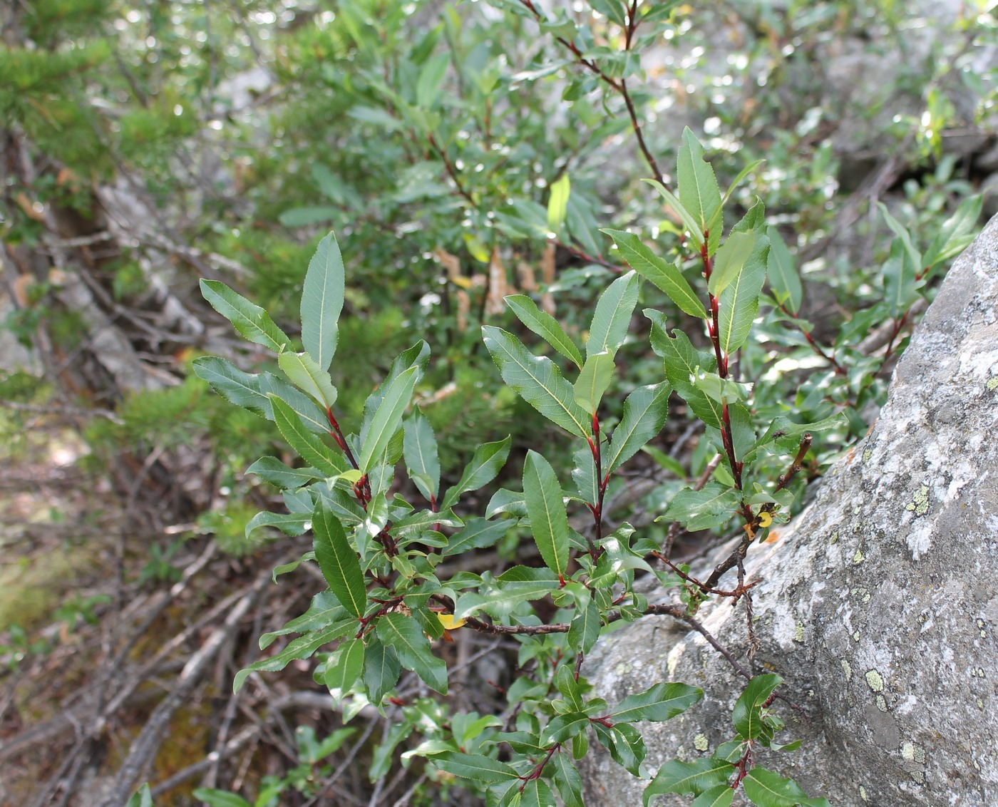 Image of Salix kazbekensis specimen.