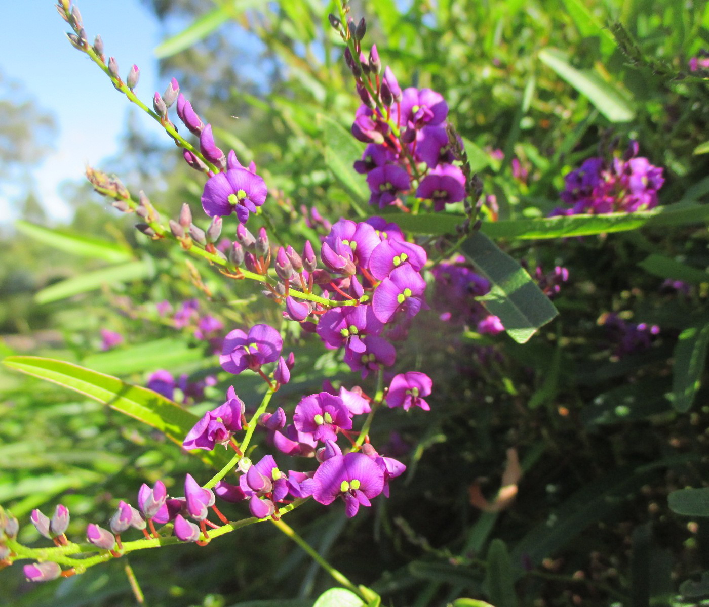 Image of Hardenbergia violacea specimen.