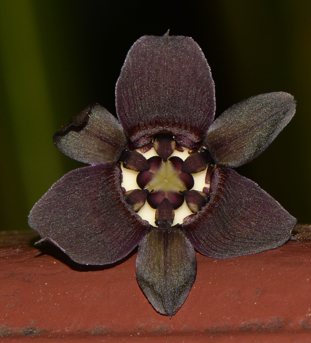 Image of Tacca chantrieri specimen.