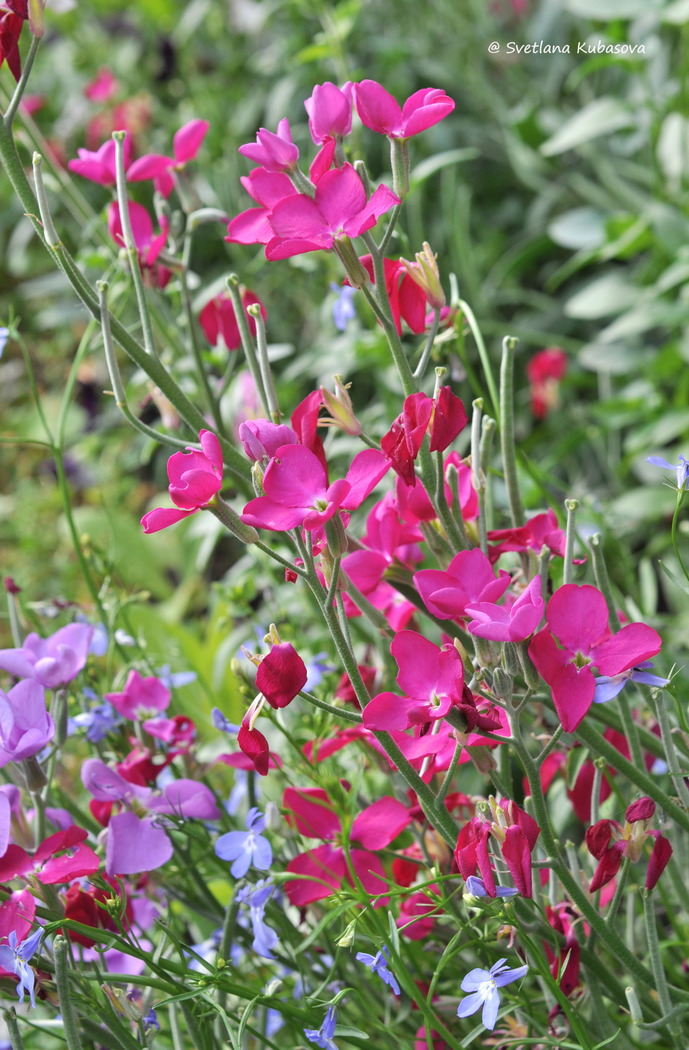 Изображение особи Matthiola incana.