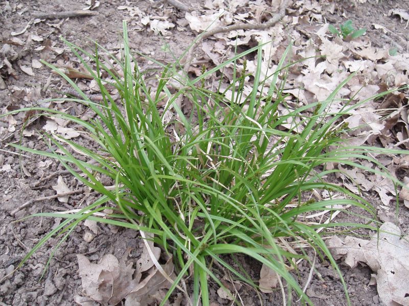 Image of Carex muricata specimen.