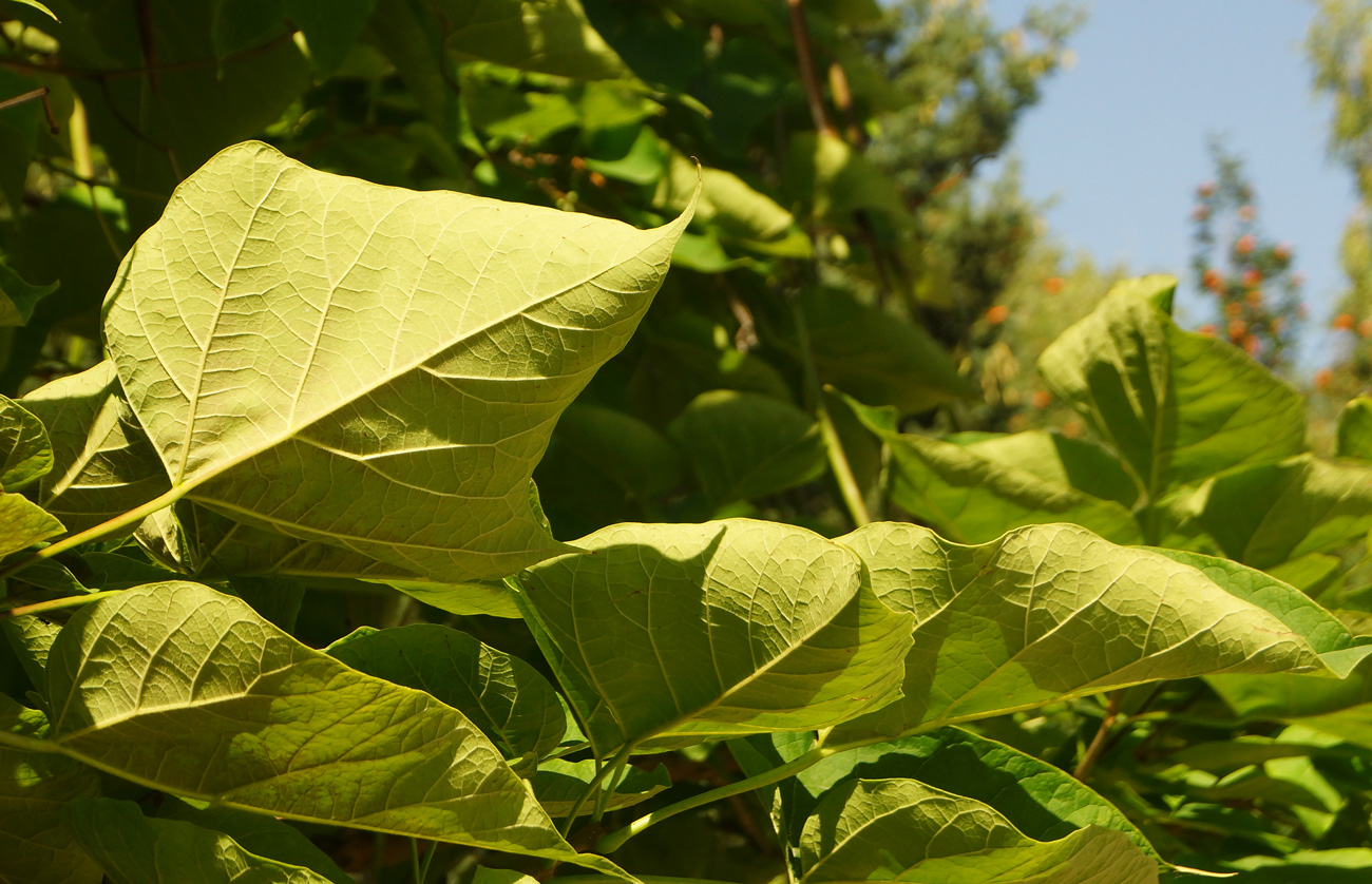 Image of Catalpa bignonioides specimen.