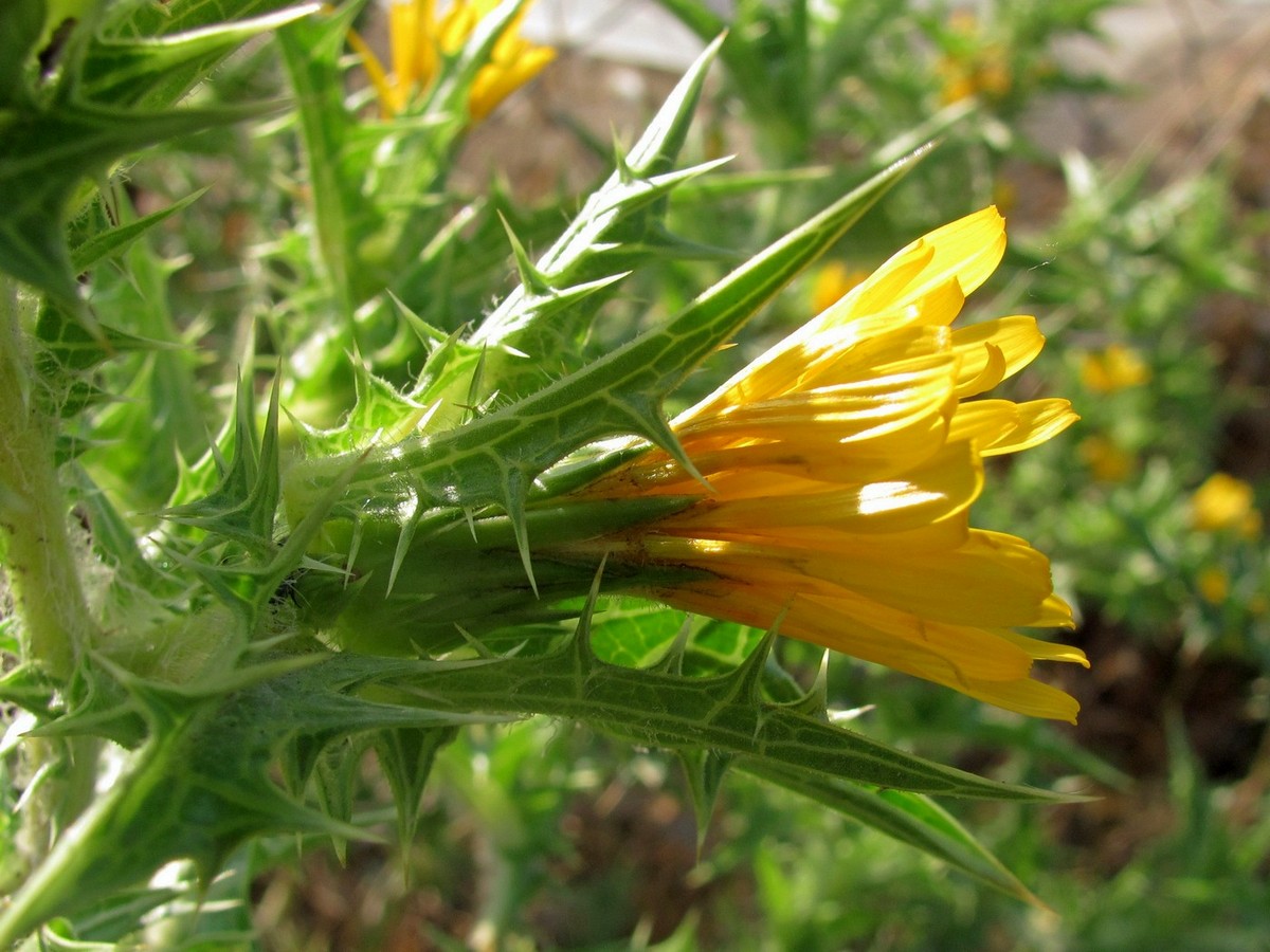 Изображение особи Scolymus hispanicus.