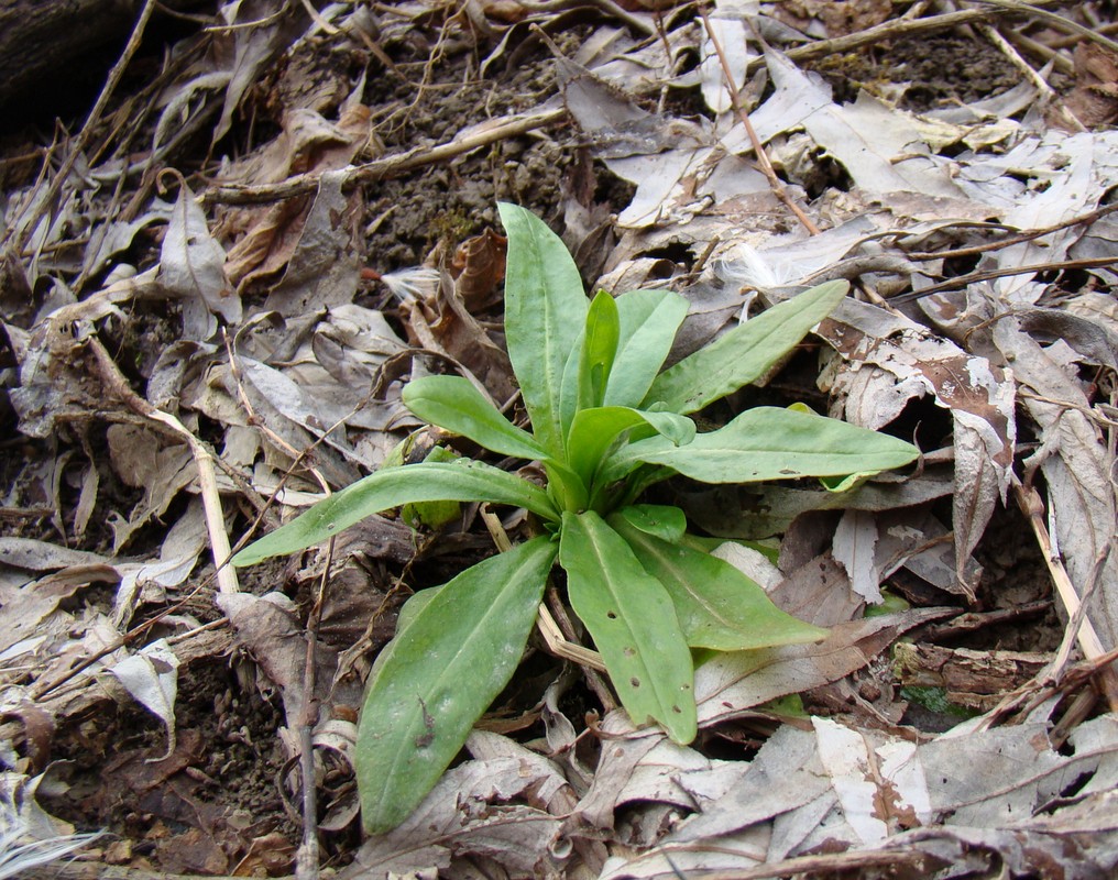 Image of Myosotis cespitosa specimen.