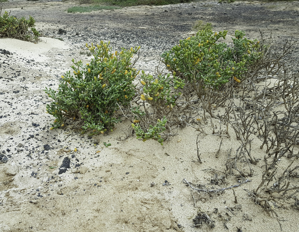 Изображение особи Tetraena fontanesii.