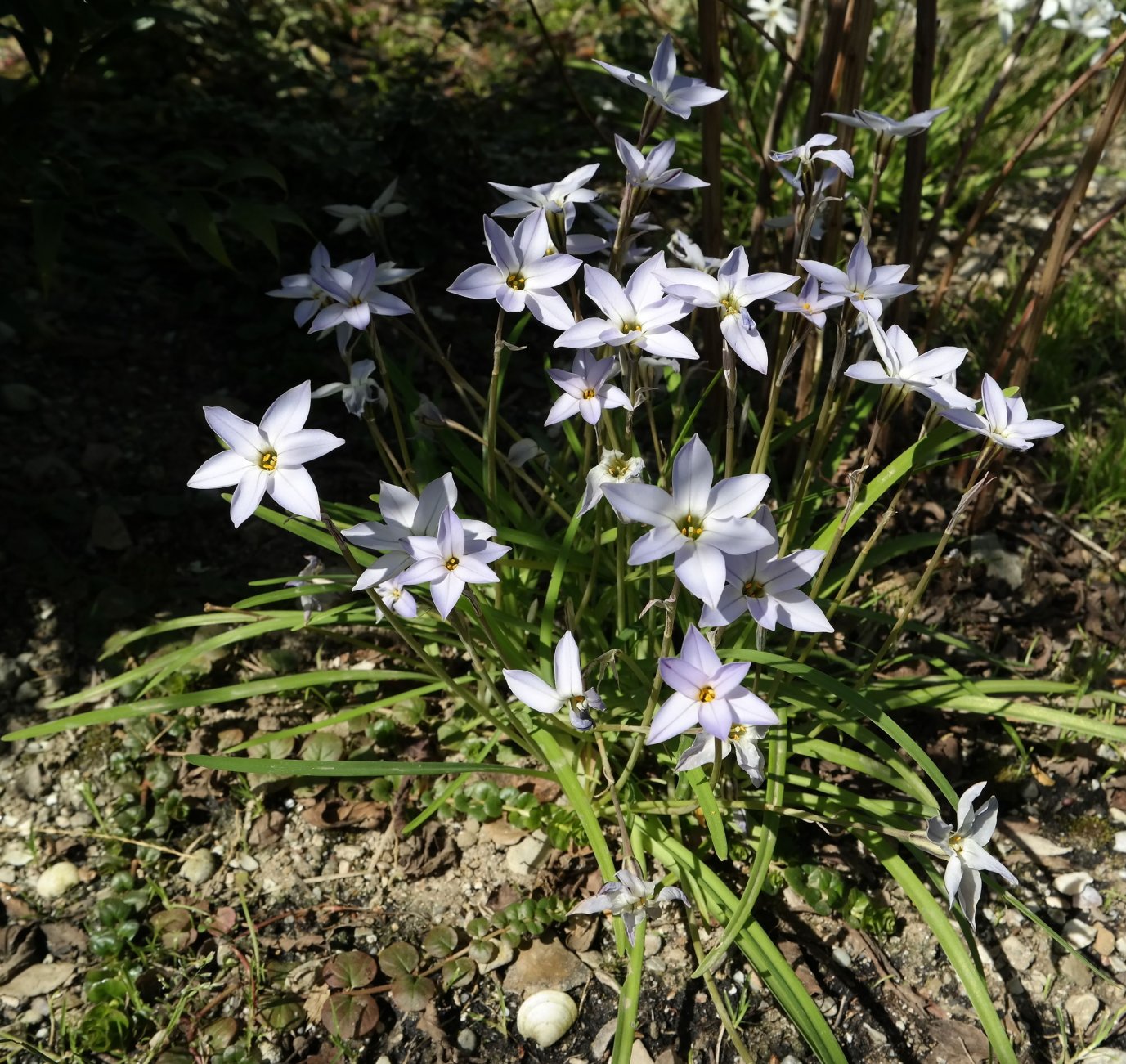 Image of Ipheion uniflorum specimen.