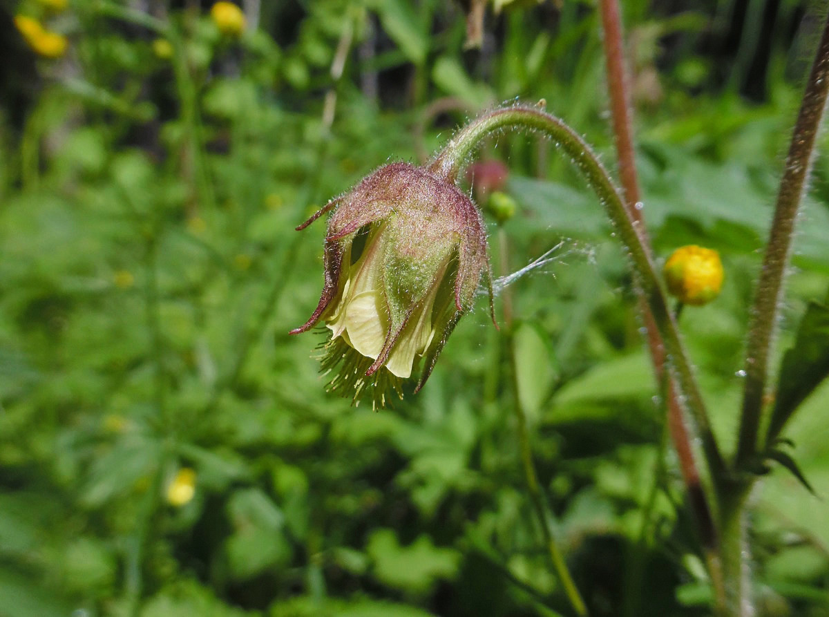 Image of Geum rivale specimen.