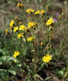 genus Hieracium. Верхушка цветущего и плодоносящего растения. Восточный Казахстан, г. Усть-Каменогорск, восточные окр., Лесхоз, склон сопки. 15.07.2017.