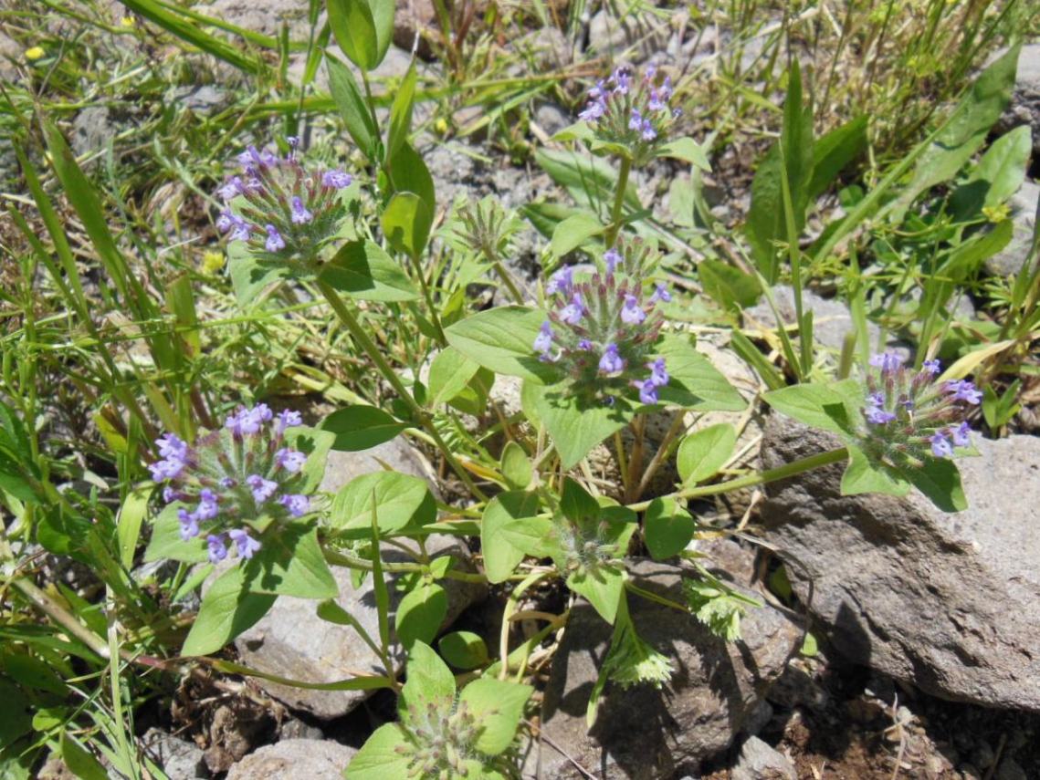 Изображение особи Ziziphora capitata.