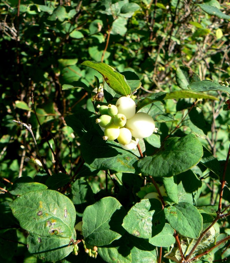 Image of Symphoricarpos albus var. laevigatus specimen.